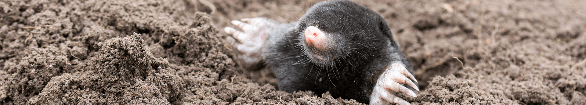 mole looking out of its tunnel in oklahoma lawn