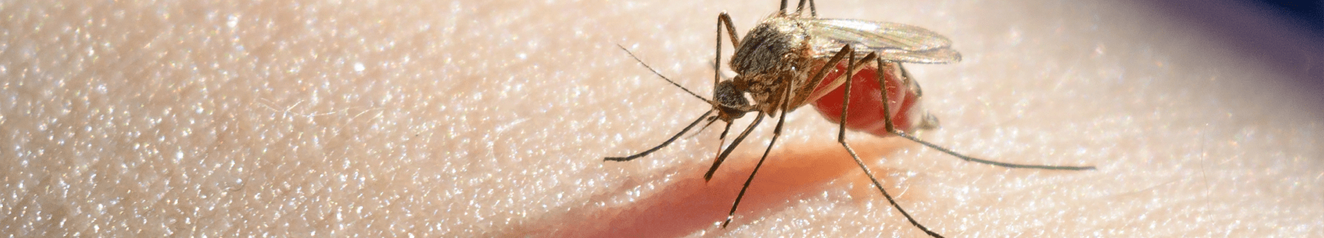 mosquito feeding on human arm