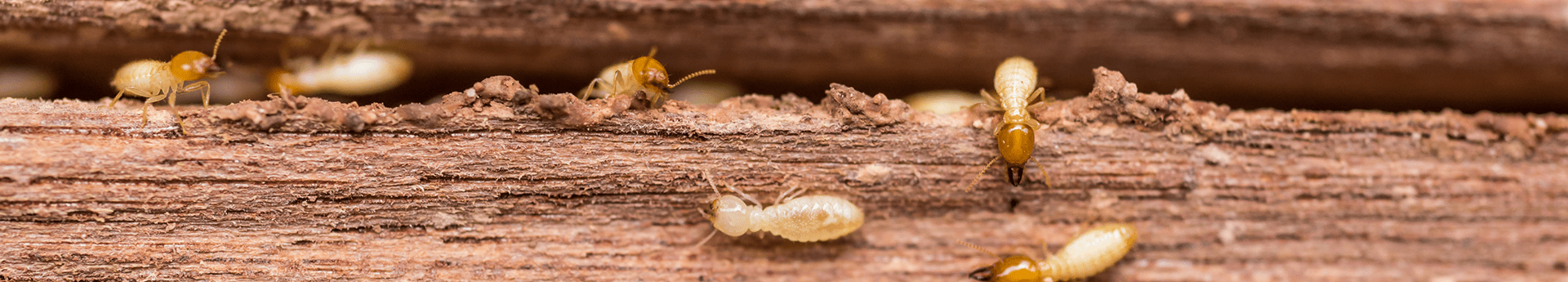 termites infesting a log around oklahoma home