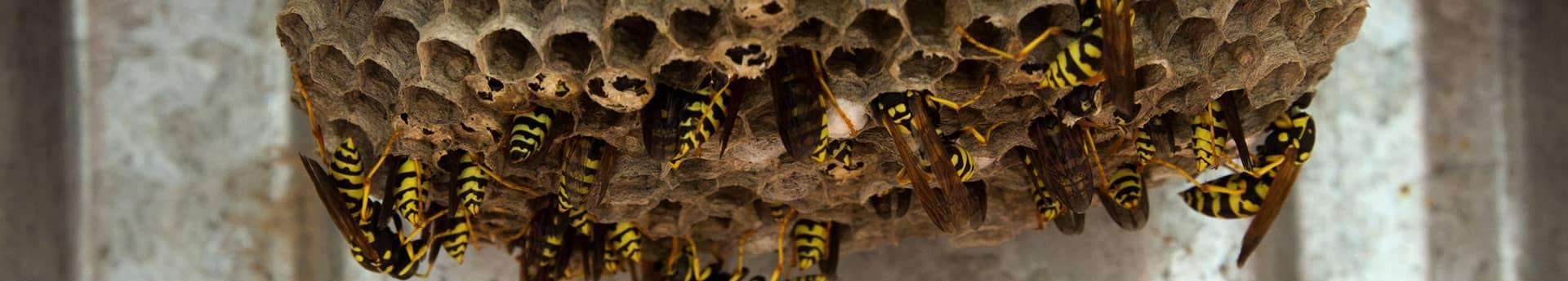 yellow jacket nest