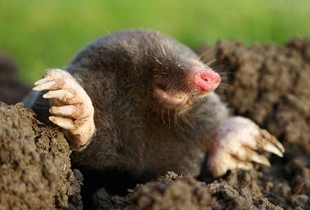 mole coming out of a hole in tulsa