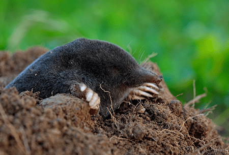 mole digging hole in lawn