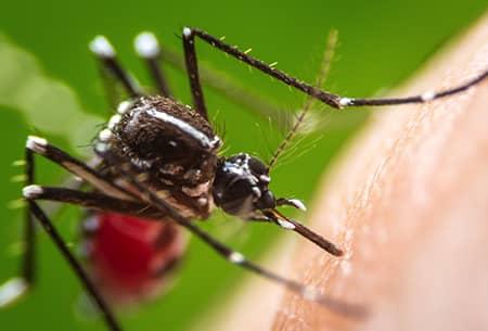 mosquito up close