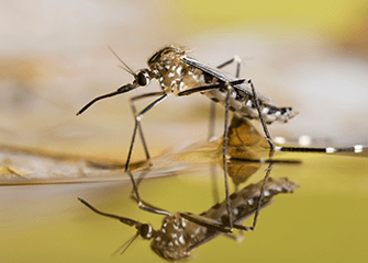 Seasonal Mosquito Treatments family enjoying their mosquito free yard in Tulsa
