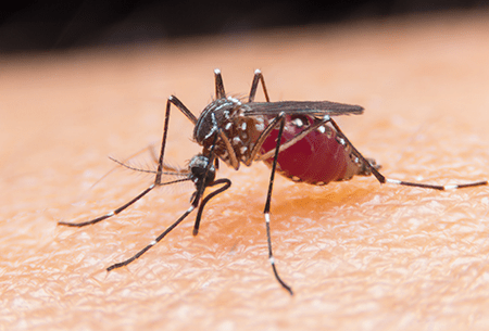 Learn How To Protect Your Family From Mosquitoes With Montgomery Exterminating mosquito bite