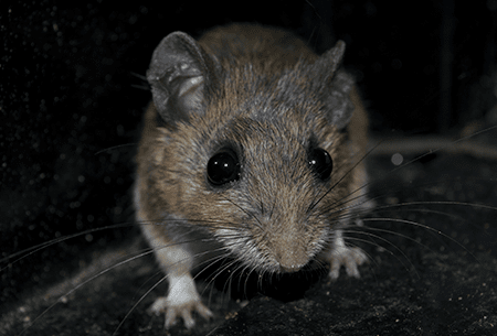 mouse in dark corner of home