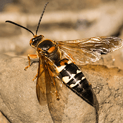 cicada killer wasp up close