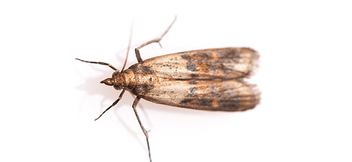 https://cdn.branchcms.com/n7B2mQ529P-1095/images/pest-id/indiam-meal-moth-ok.v2.png