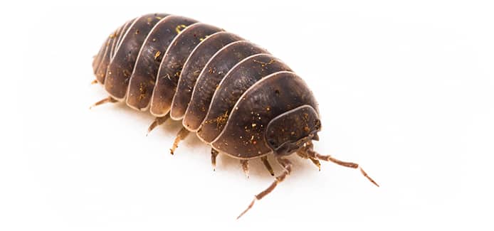 pill bug