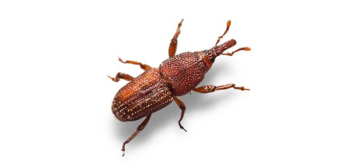 Rice Weevil Identification & Info  Arrow Exterminating Company, Inc. -  Pest Control and Exterminator Services