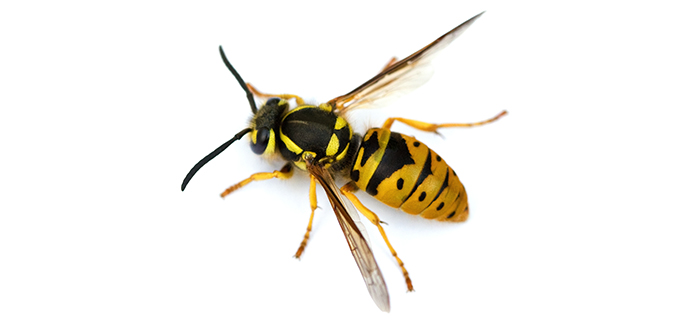 yellow jacket on a white background