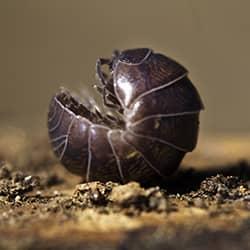 pill bug curled up