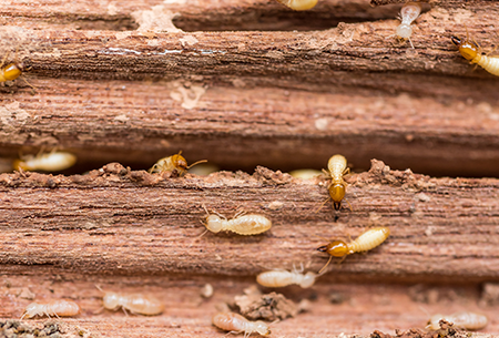 termites in tulsa ok