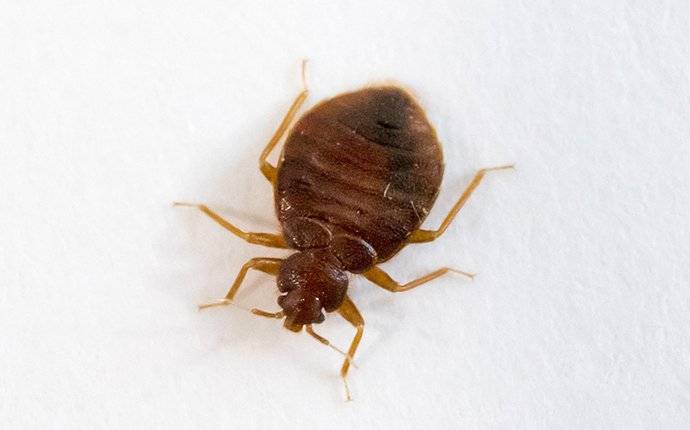 close up of bed bug crawling on pillow