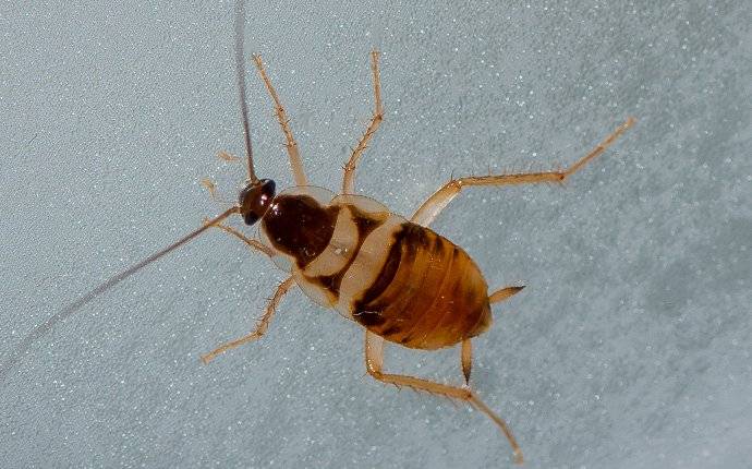a brown banded cockroach crawling in a kitchen