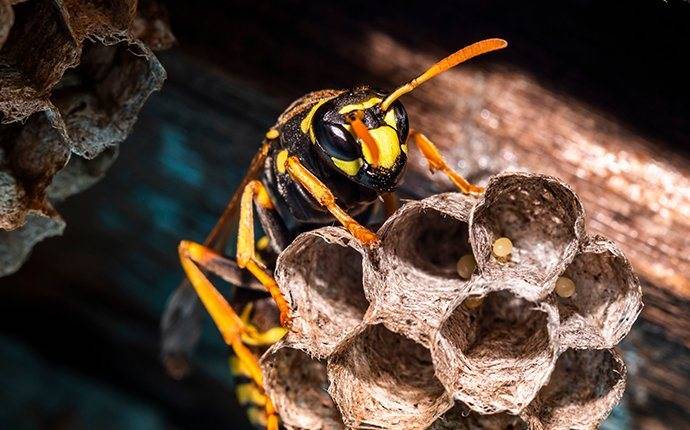 hornet crawling on piece of a nest