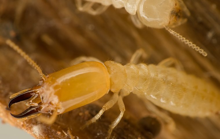 Pest Library | Common Pest Identification In Northwest ...
