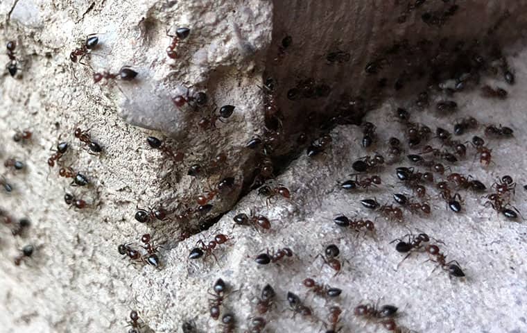 We Will Stop Ants From Invading Your Home a swarm of ants invading a raleigh north carolina home