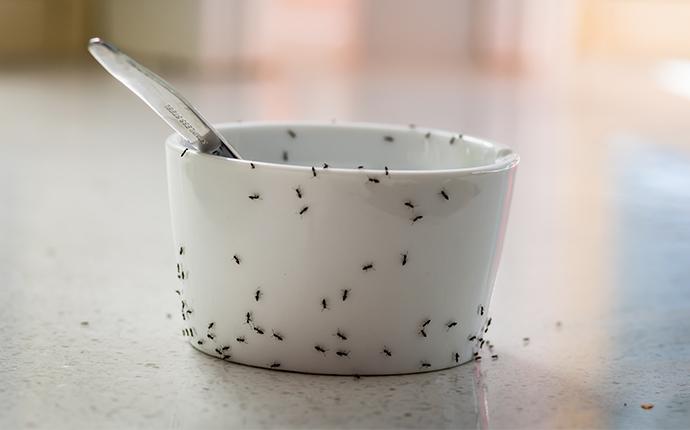 ants on a bowl in a kitchen