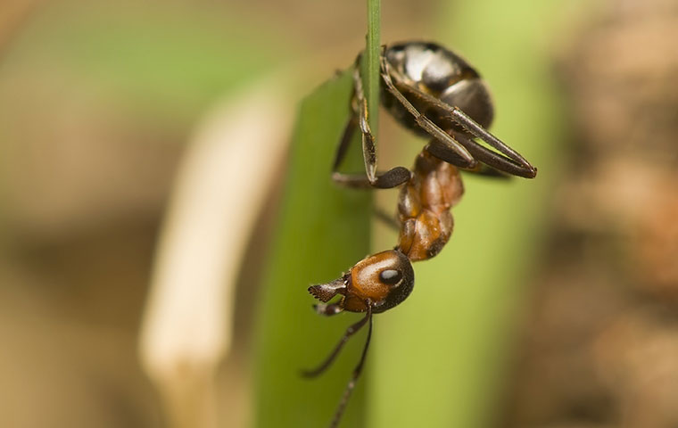 an acrobat ant hanging upside down from a leaf in raleigh north carolina