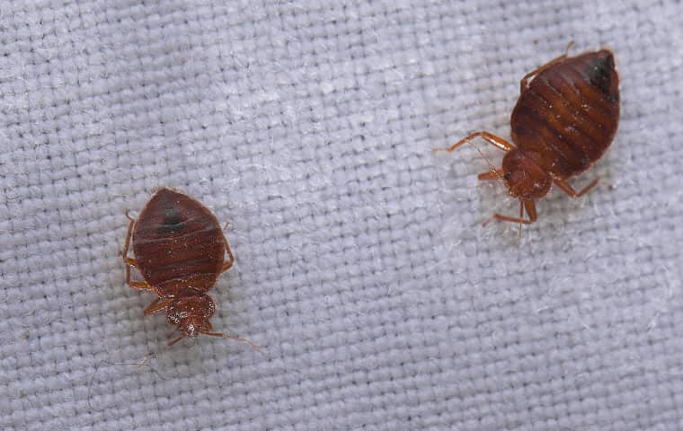 two bed bugs on a mattress in a dorham north carolina home