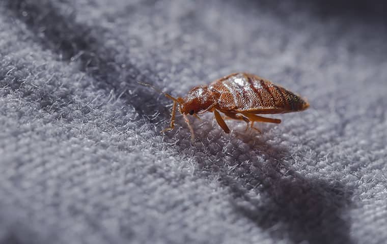 a bed bug crawling on the carpet in a raleigh north carolina home