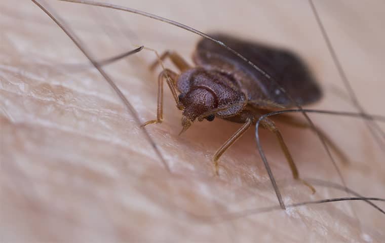 a bed bug crawling on human skin in edenton north carolina
