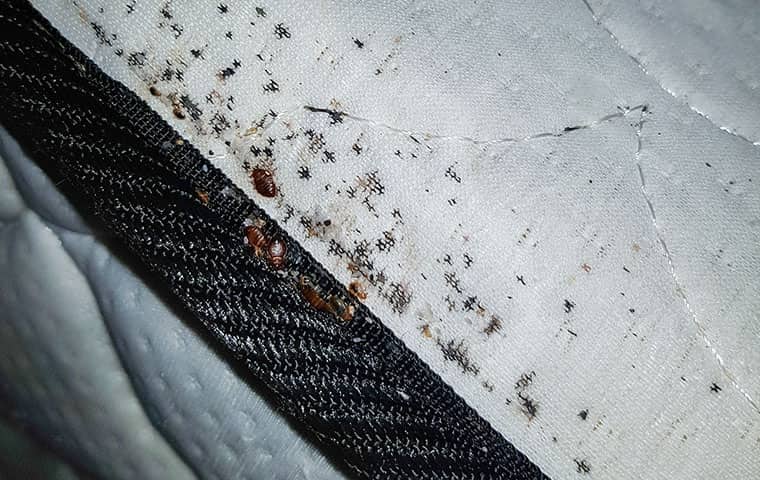 a bed bug infestation on a mattress in a durham north carolina home