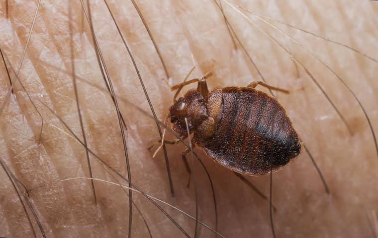 a bed bug up close on human skin in raleigh north carolina