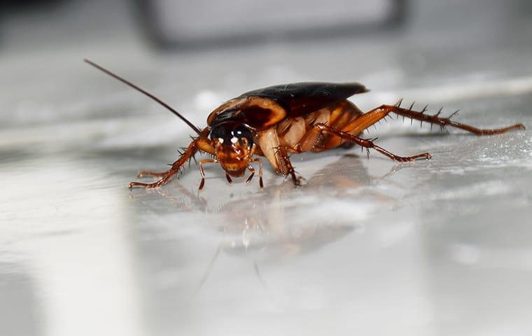 an american cockroach crawling along a raleigh north carolina tiled floor