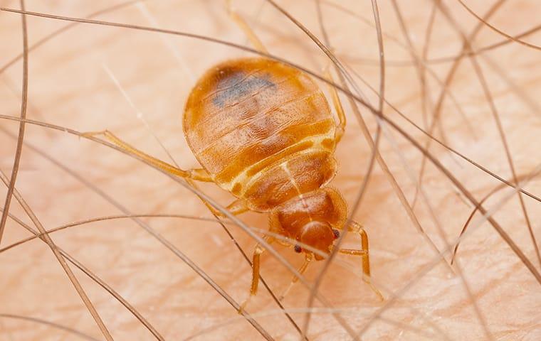 a bed bug biring skin while crawling on a raleigh resident