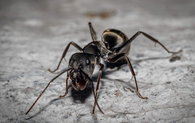 carpenter ants on a rock