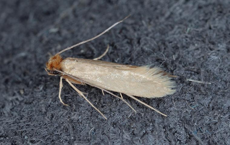 up close image of a cloth moth on wool