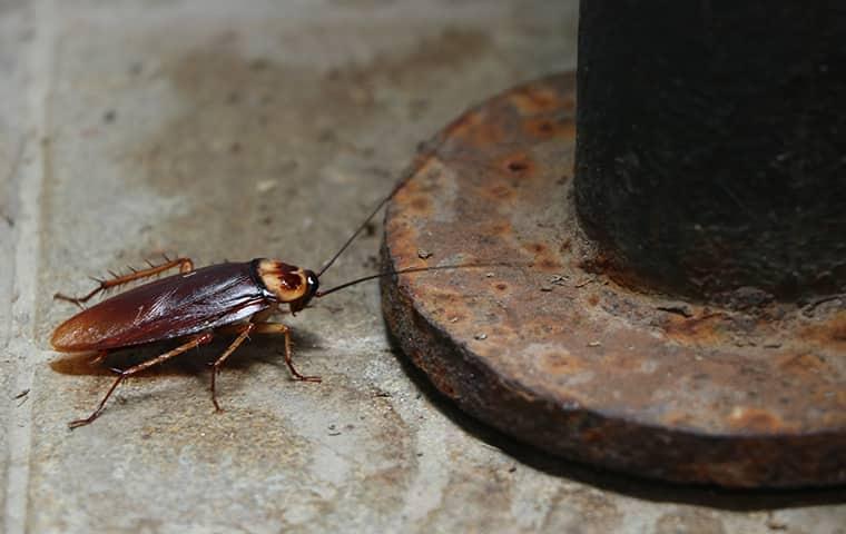 Prevent Cockroach Infestations In Your Home an oriential cockroach climbing up a support beam in a raleigh north carolina basement