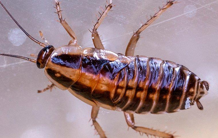 a german cockroach crawling up glass