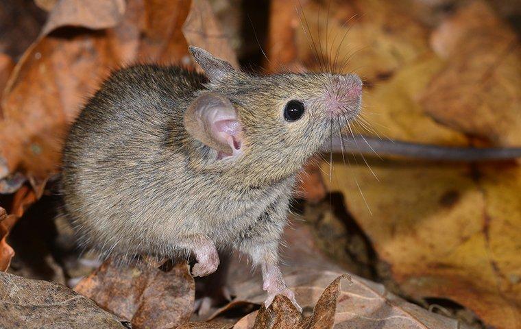a house mouse crawling in leaves outside