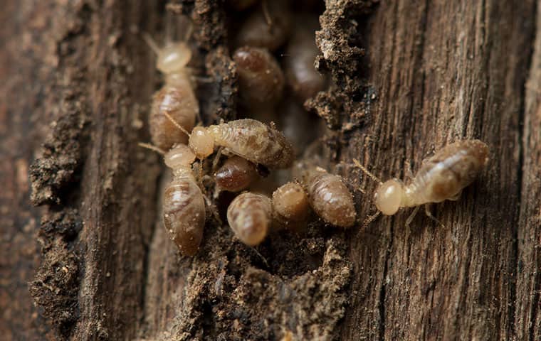 Blog How To Prepare Your Home For The Return Of Termite Season