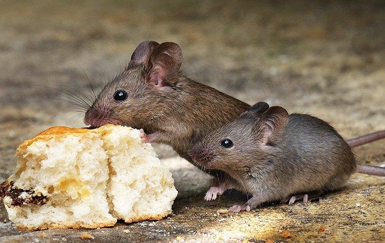 Blog The Best Advice About Rodent Prevention Raleigh Homeowners Can Hear