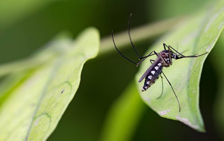 a thin black mosquito on a vibrant green leaf in the raleigh yard on a spring day