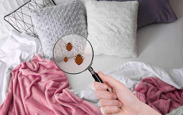 a person holding a magnifying glass over bed bugs inside a home in raleigh north carolina