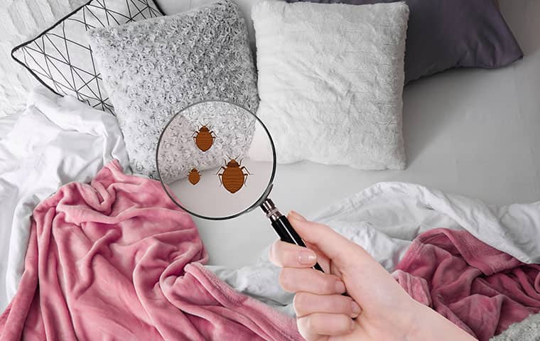 Bed Bugs Developed A Tolerance To Many Pesticides a person holding a magnifying glass over bed bugs inside a home in raleigh north carolina