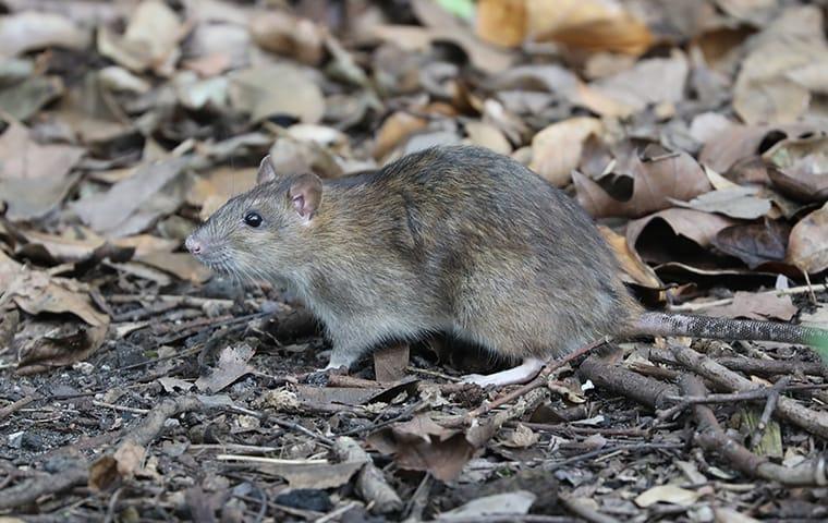 a rodent looking for shelter from the up coming winter in the raleigh  north carolina area