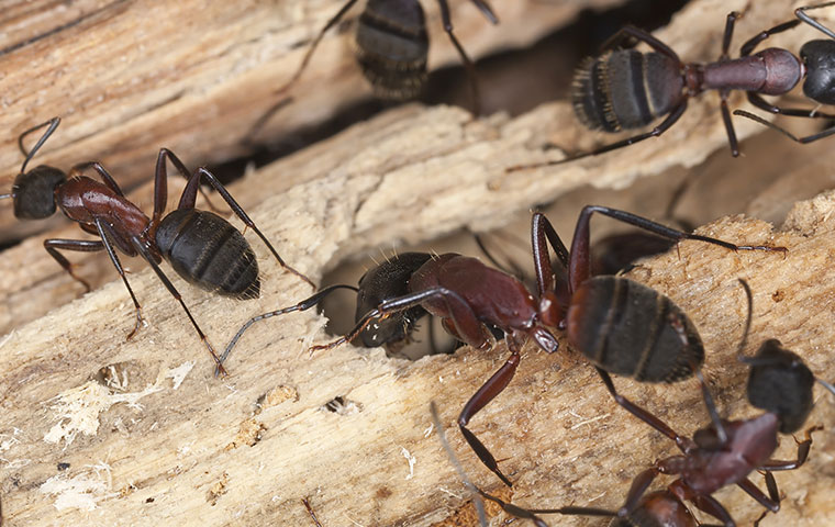 many carpenter ants on damaged wood in raleigh north carolina