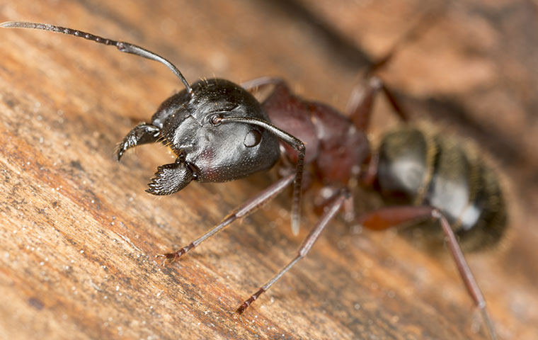 a carpenter ant inside a home in rocky mount north carolina