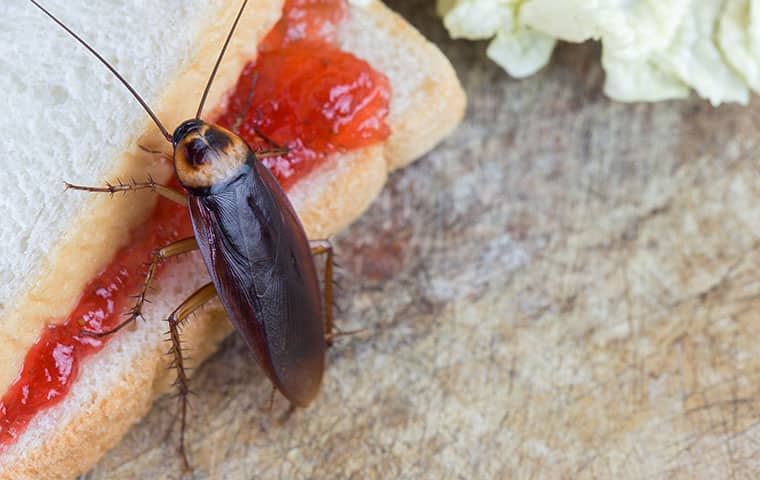 a cockroach eating a sandwich on a table in a durham north carolina home