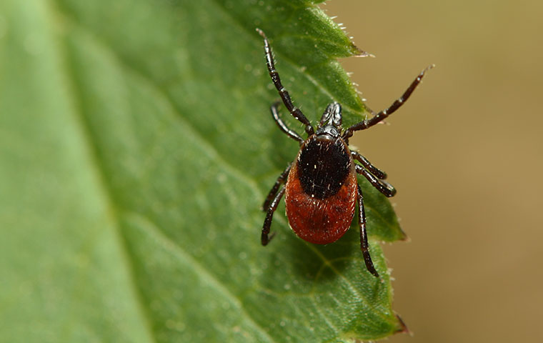 It's Important To Control Fleas And Ticks In Your Home a tick crawling on a leaf in edenton north carolina