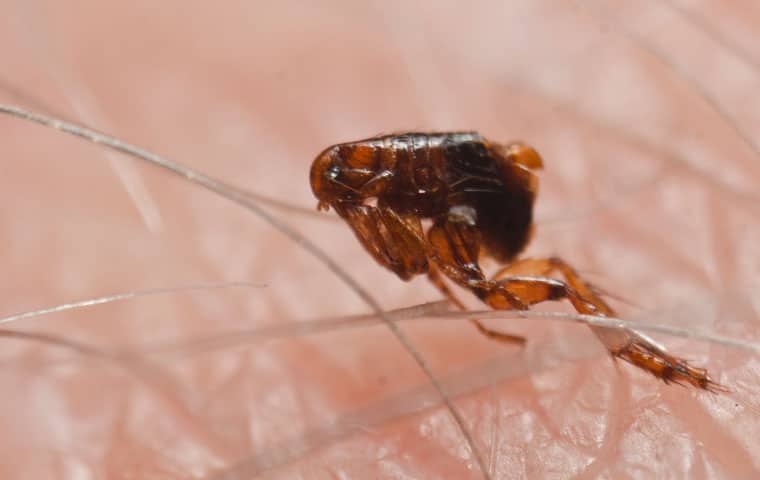 a flea on human skin inside a home in fayetteville north carolina