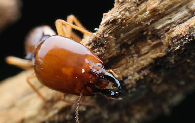 a termite up close on a piece of wood in eddington north carolina