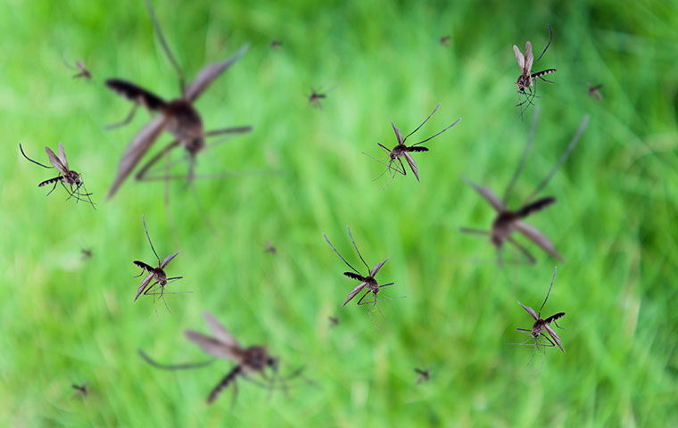 a mosquito swarm outside a home in louisburg north carolina