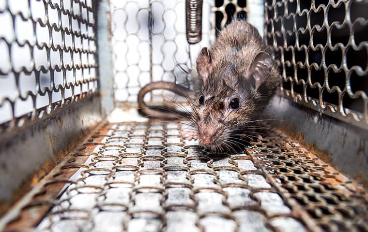 We Stop Rodents From Spreading Diseases a rat in a cage in smithfield north carolina